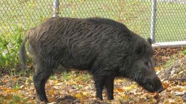 Un cinghiale a lato di una strada