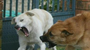 Due esemplari di cani randagi simili a quelli che girano per Castelnuovo