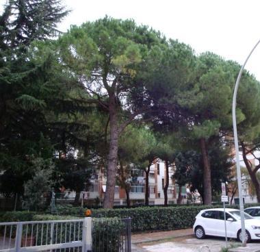 Gli alberi del parco condominiale nei pressi dello stadio che rischiano labbattimento   