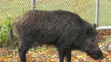 Un esemplare di cinghiale