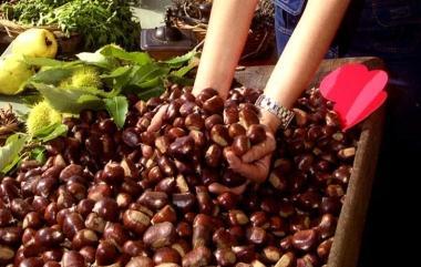 Castagne protagoniste della festa 