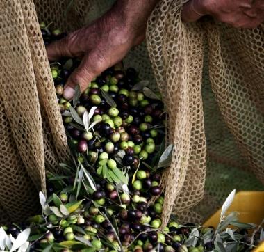 La raccolta delle olive 