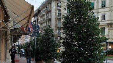 Alcuni degli alberelli sistemati in centro
