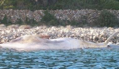 Ritrovata a Capo della Vita la carcassa di una balenottera di 15 metri
