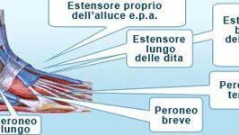 C'è da saturare il reticolo peroneale superiore