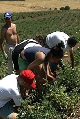 Giovani al lavoro nei campi di Libera   