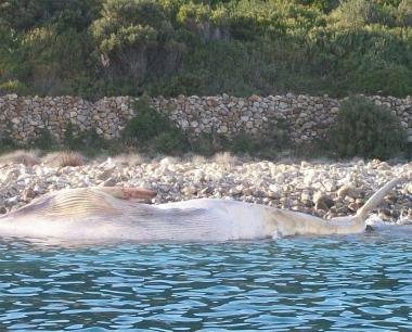 La carcassa di una balena di 15 metri trovata nel mare di Capo della Vita