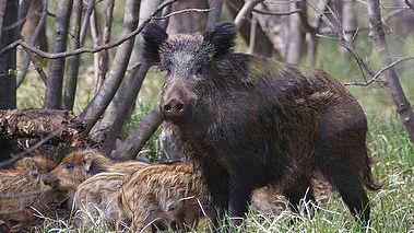 Un cinghiale in libertà