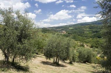 <b>SEGGIANO. </b>Oliveti dellazienda Il Silene  