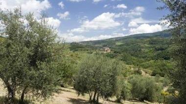 <b>SEGGIANO. </b>Oliveti dell’azienda Il Silene