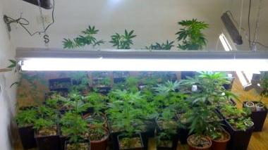 Piantagione di marijuana Condannato il "contadino"