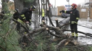 Pino si abbatte su via Roma, traffico in tilt per due ore