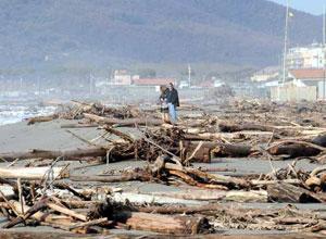 La spiaggia invasa dai tronchi100mila euro per rimuoverli