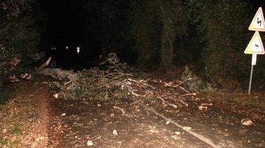 Albero ko sulla Bolgherese, sotto un surfista ieri