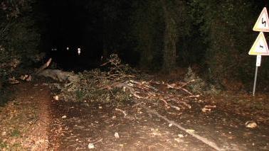 Albero ko sulla Bolgherese, sotto un surfista ieri