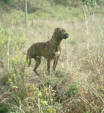 Allarme cani feroci (archivio) 