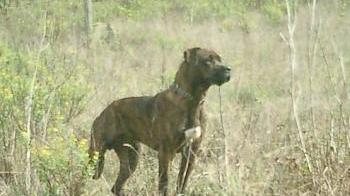 Allarme cani feroci (archivio)