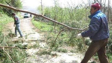 Rami caduti su una strada