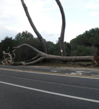 Un albero caduto sulla Principessa 