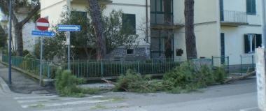 Alcuni rami caduti allangolo tra viale Carducci e via Fucini 