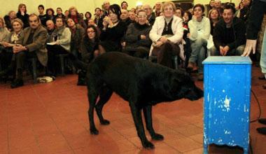 Lulù, cane per disabili ma senza il patentino