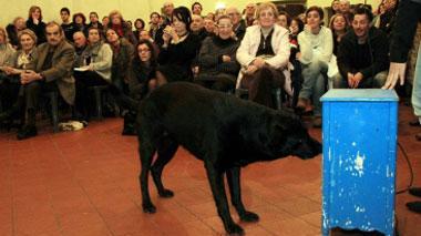 Lulù, cane per disabili ma senza il patentino