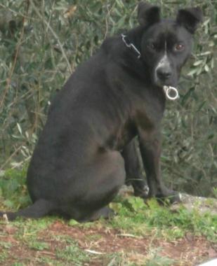 L'APPELLO