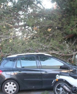 <b>RIMBORSO S&Igrave;.</b> Unauto sotto un albero in via Roma: lassicurazione del Comune pagher&agrave; 