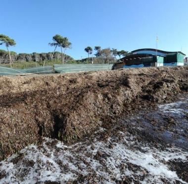 Le alghe ammassate sulla spiaggia delle Gorette