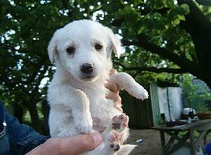 Traffico di cuccioli dall'estero, 4 denunce 