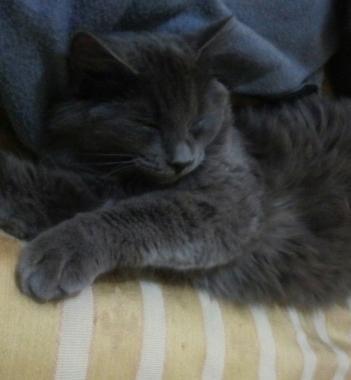 Si è perso un gatto grigio L'Enpa lo sta cercando