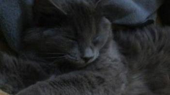 Si è perso un gatto grigio L'Enpa lo sta cercando