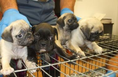 <b>INCHIESTA.</b> Su un traffico di uccioli di cani acquistati su Internet 