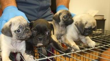 <b>INCHIESTA.</b> Su un traffico di uccioli di cani acquistati su Internet