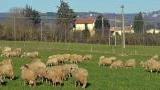 <b>PECORE.</b> Al pascolo accanto al caseificio sociale di Manciano, dove confluiscono il latte centinaia di pastori. Sullo sfondo il paese