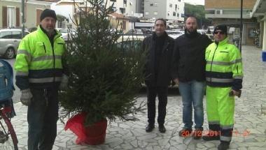 Marina, nuovi alberi di Natale da Amia al posto di quelli distrutti dai vandali