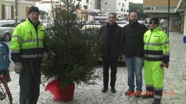 Marina, nuovi alberi di Natale da Amia al posto di quelli distrutti dai vandali