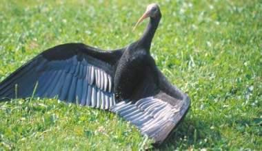 Ibis rarissimo, atteso a Orbetello e ucciso in Abruzzo