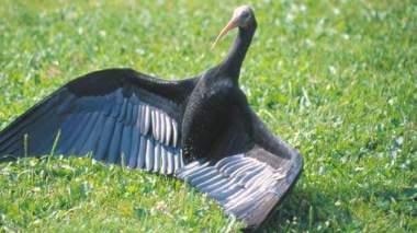 Ibis rarissimo, atteso a Orbetello e ucciso in Abruzzo
