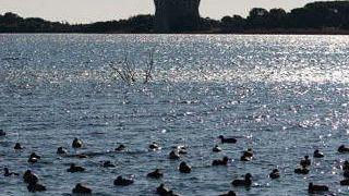 <b>OASI.</b> L’area lagunare che raccoglie splendidi esemplari di ibis eremita