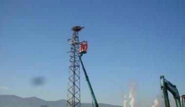 L'Enel fa il nido per le cicogne in via Diaccio a Porcari