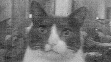 ANIMALI