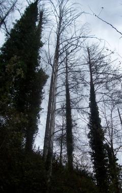 Alcune delle piante secche che rischiano di cadere spezzate