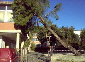 Il vento abbatte due alberi