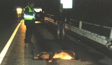 Cinghiale investito lungo il Romito, traffico in tilt