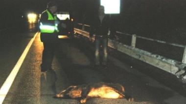Cinghiale investito lungo il Romito, traffico in tilt