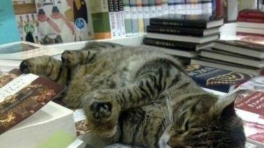 Il gatto Pippo sui libri esposti alla Edison