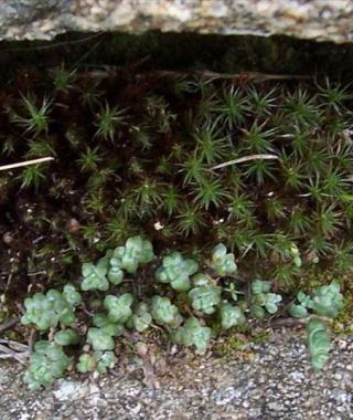 La Sedum brevifolium 