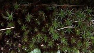 La Sedum brevifolium