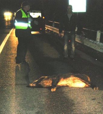 Lincidente a Natale 